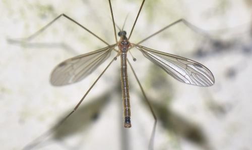 Austrolimnophila sp.